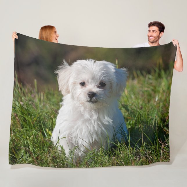 Couverture Polaire Chien de chiot maltais blanc farci (En situation)