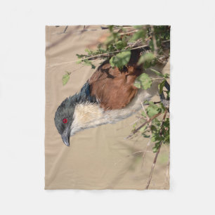 Couverture Polaire Coucal de Burchell