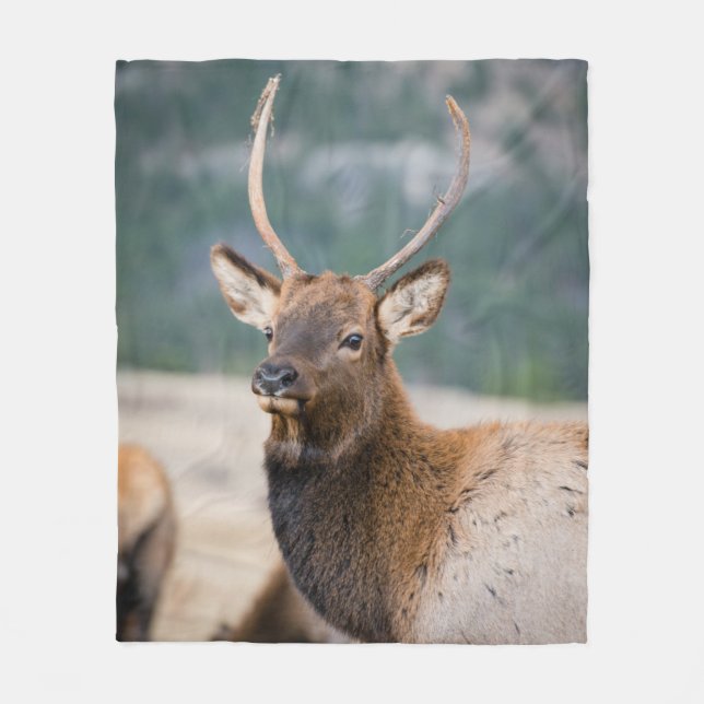 COUVERTURE POLAIRE ELK IN ROCKY MOUNTAIN NATIONAL PARK - ELK HERDS GR (Devant)