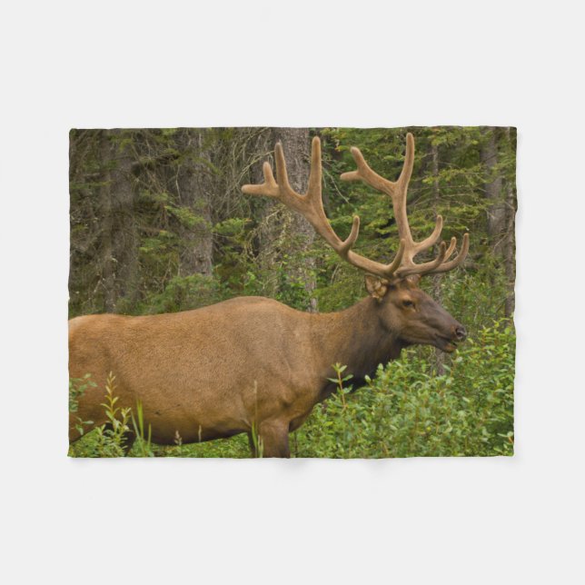 Couverture Polaire Elk mâle | Parc national Banff, Alberta, Canada (Devant (Horizontal))