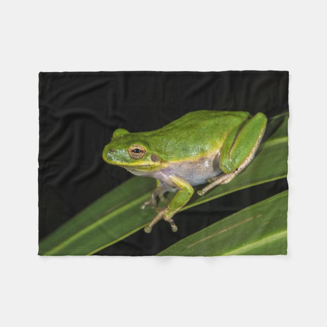 Couverture Polaire Grenouille d'arbre verte (Hyla cinerea) 2 (Devant (Horizontal))