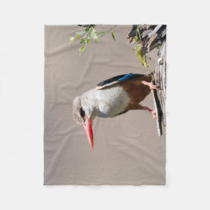 Couverture Polaire Grey-Headed Kingfisher