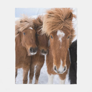 Couverture Polaire Icelandic Horses nuzzle