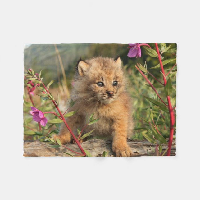 Couverture Polaire Lynx Kitten, Canada, Alaska (Devant (Horizontal))