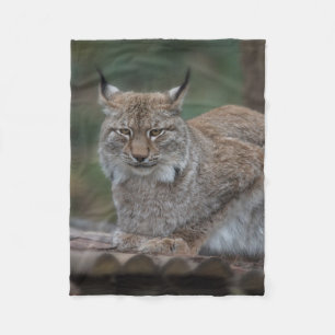 Couverture Polaire Lynx Vous Regarde
