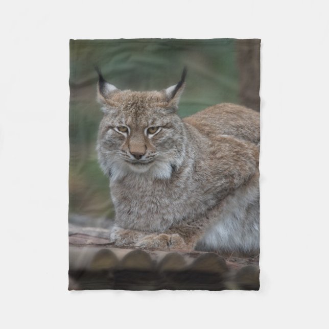 Couverture Polaire Lynx Vous Regarde (Devant)