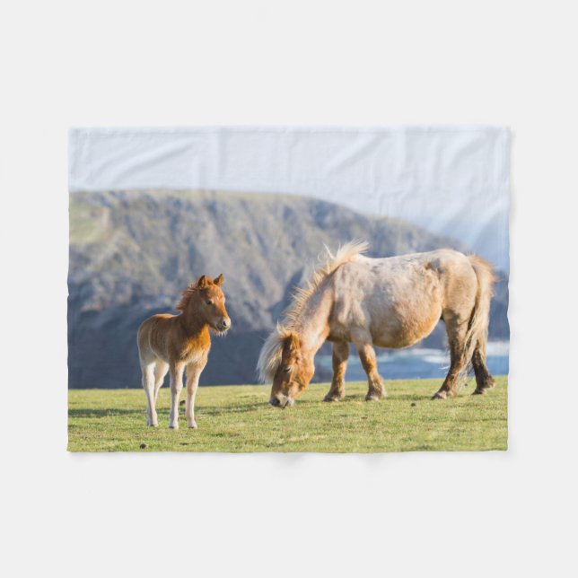 Couverture Polaire Mare avec Foal, îles Shetland, Ecosse (Devant (Horizontal))