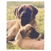 MASTIFFS ANGLAIS