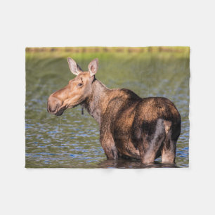 Couverture Polaire Orignal se nourrissant dans le parc national de Gl
