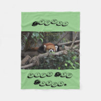 Panda roux accroupi confortablement