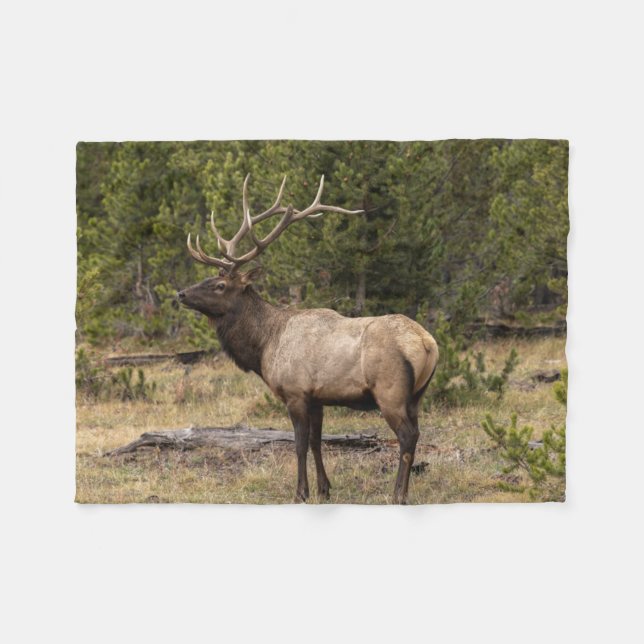 Couverture Polaire Parc national Bull Elk Yellowstone, Wyoming (Devant (Horizontal))