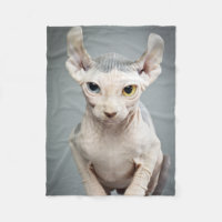 Photographie de chat de sphinx d'Elf