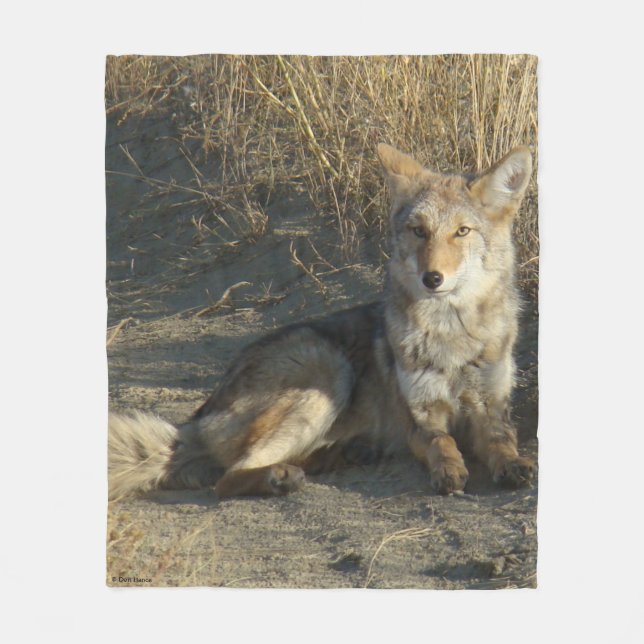 Couverture Polaire Pose du coyote R19 (Devant)