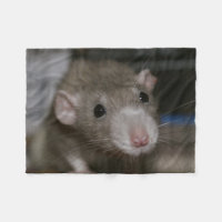 Rat curieux