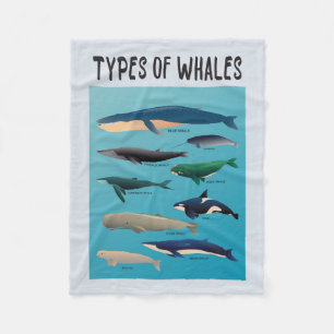 Couverture Polaire Types De Baleines Variété Mammifère Océanique