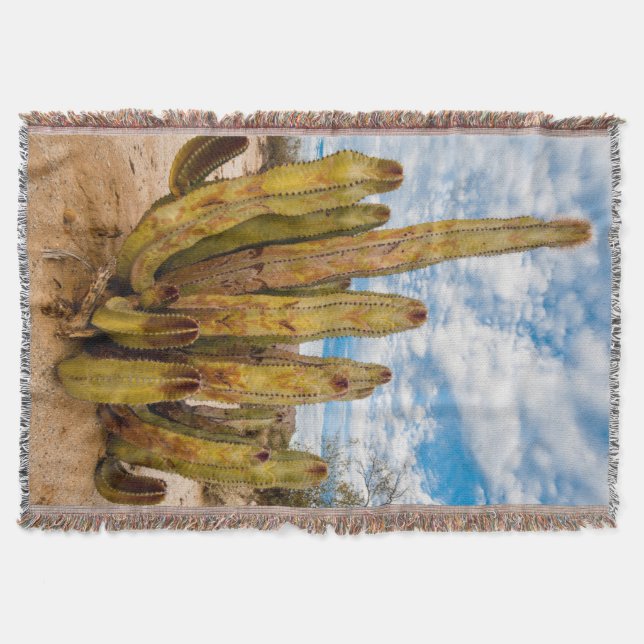 Couverture Portrait de Old Man Cactus, Mexique (Devant)
