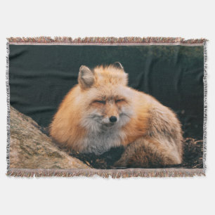 Couverture Renard roux dormant