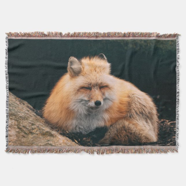 Couverture Renard roux dormant (Devant)