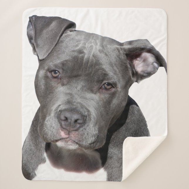 Couverture Sherpa American Pit Bull Terrier (Devant)