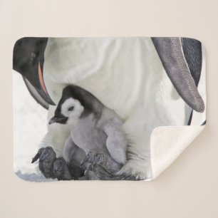 Couverture Sherpa Animaux de bébés cutest   Baby Empereur Penguin