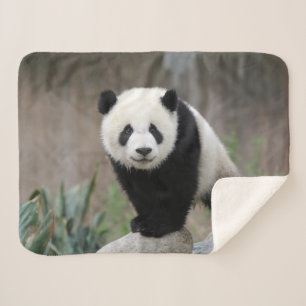 Couverture Sherpa Animaux de bébés cutest Baby Panda géant