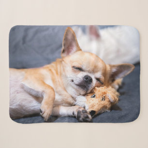 Couverture Sherpa Animaux de bébés cutest   Chihuahua Chig aux cheve