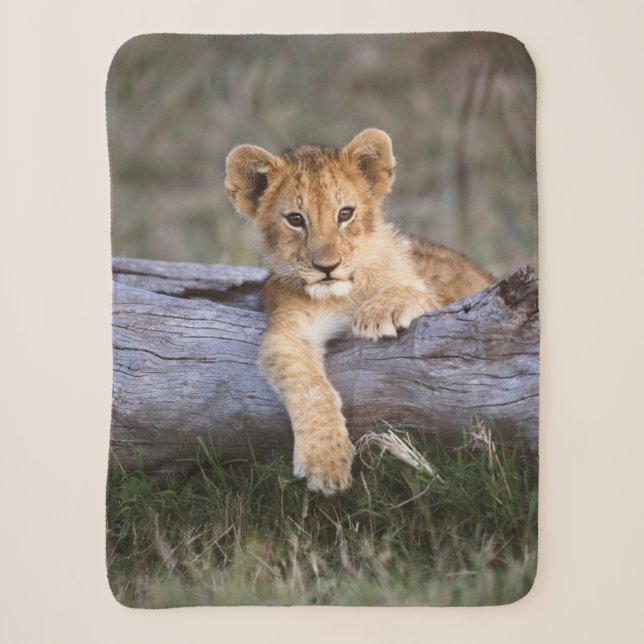 Couverture Sherpa Animaux de bébés cutest | Cute Lion Cub (Devant)
