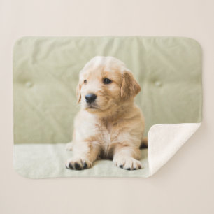Couverture Sherpa Animaux de bébés cutest Golden Retriever Puppy