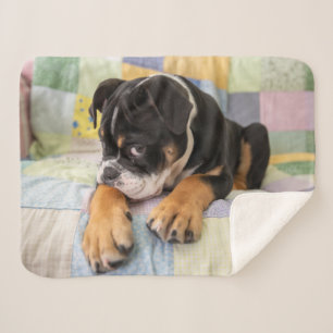 Couverture Sherpa Animaux de bébés cutest   Shy Old English Bulldog