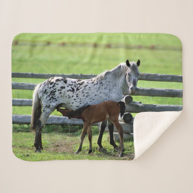 Couverture Sherpa Appaloosa Mare et Cheval de Colt (Devant (Horizontal))