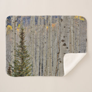 Couverture Sherpa Aspen Groves d'automne | Colorado Montagnes Rocheu