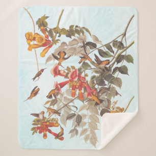 Couverture Sherpa Audubon : le rubis tropical des colibris à la gorg