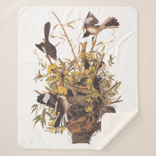 Couverture Sherpa Audubon Mockingbird Family vs Snake