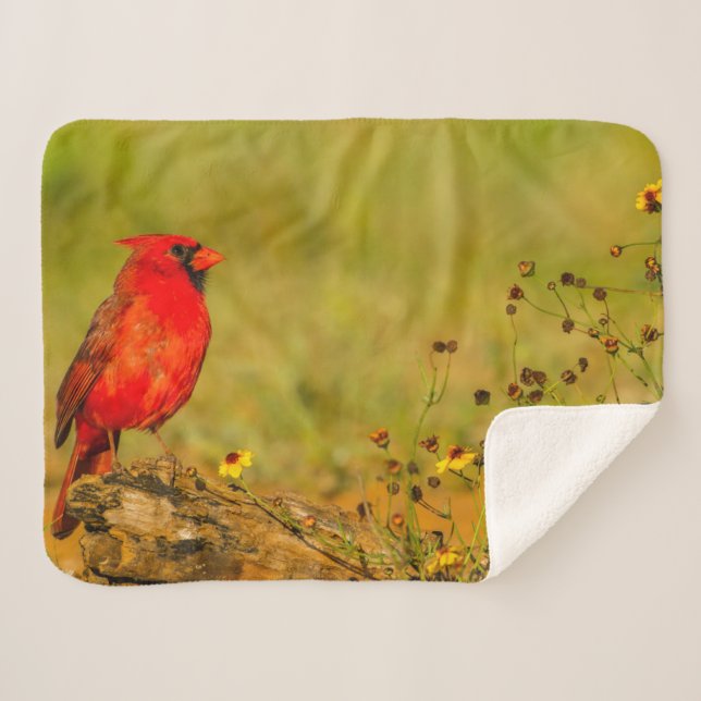 Couverture Sherpa Cardinal masculin sur le journal (Devant (Horizontal))