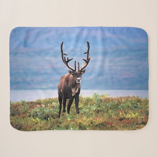 Couverture Sherpa Caribou ou renne | Parc national de Denali, Alaska (Devant (Horizontal))