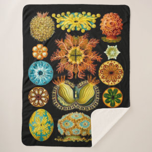 Couverture Sherpa carte des créatures marines