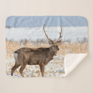 Couverture Sherpa Cerf Sika dans un champ enneigé Japon