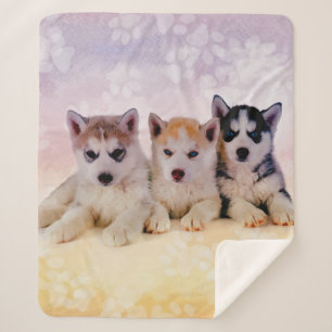 Couverture Sherpa Chiots de chien de traîneau sibérien