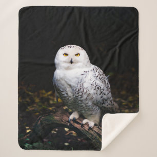 Couverture Sherpa Chouette hivernale majestueuse