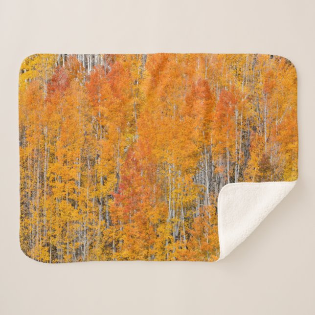 Couverture Sherpa Couleurs d'automne sur Aspen Groves (Devant (Horizontal))