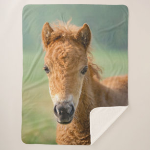 Couverture Sherpa Cute Shetland Pony Foal Horse Head Photo frontale,