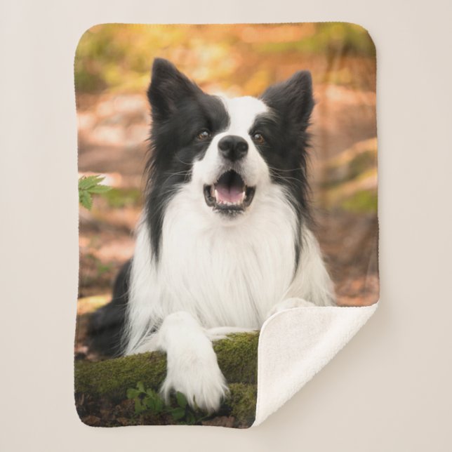 Couverture Sherpa Cutest Baby Animals | Black and White Border Colli (Devant)