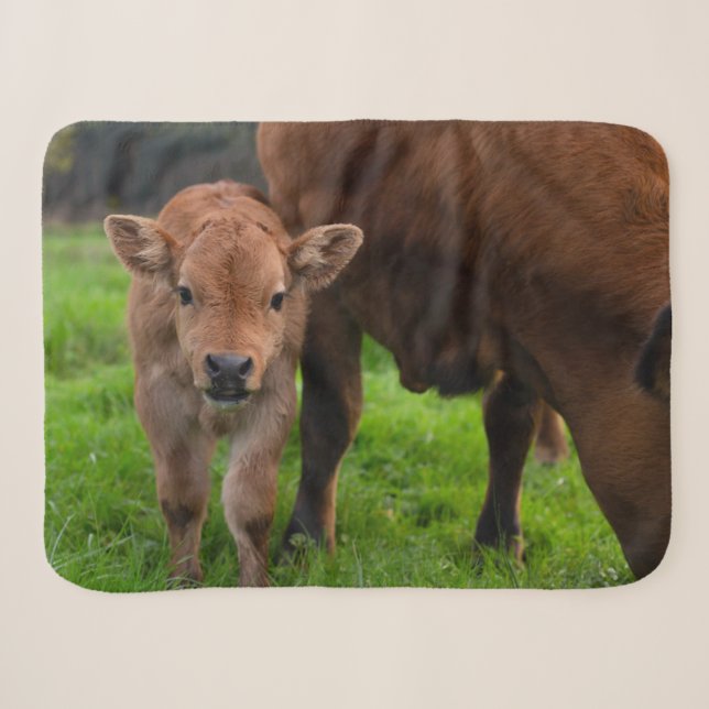 Couverture Sherpa Cutest Baby Animals | Cow & Calf (Devant (Horizontal))