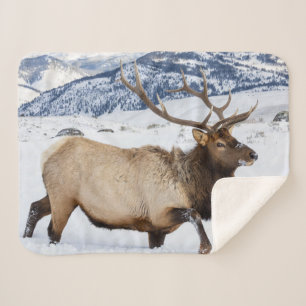 Couverture Sherpa Élan mâle Wyoming