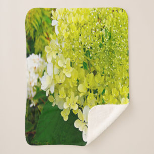 Couverture Sherpa Élégante Chartreuse Vert Limelight Hydrangea