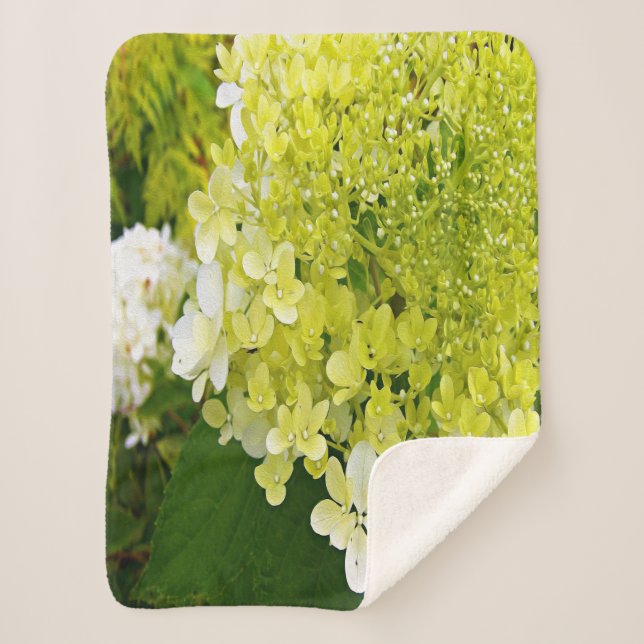Couverture Sherpa Élégante Chartreuse Vert Limelight Hydrangea (Devant)