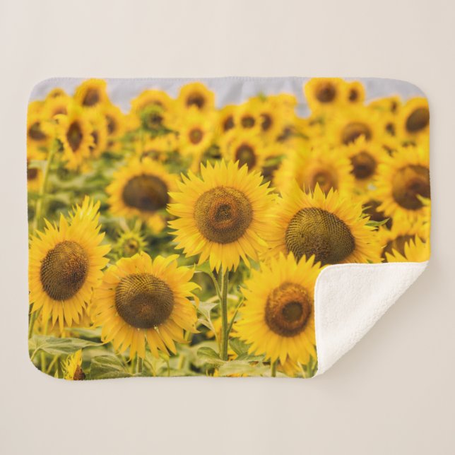 Couverture Sherpa Farms | A Sunflower (Devant (Horizontal))