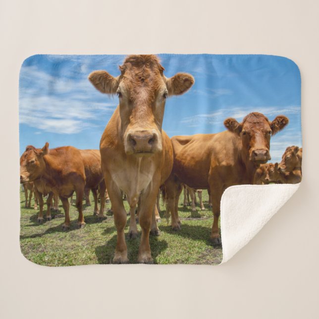 Couverture Sherpa Farms | Brown cow (Devant (Horizontal))