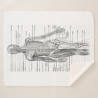 Graphique Médicale de l'anatomie humaine