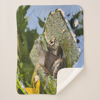 Couverture Sherpa Grenouille - Vieux Coasseur